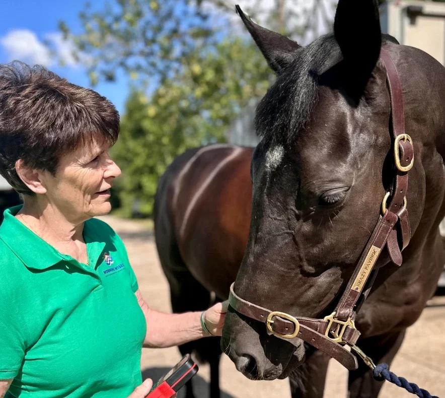Horse Worm Control